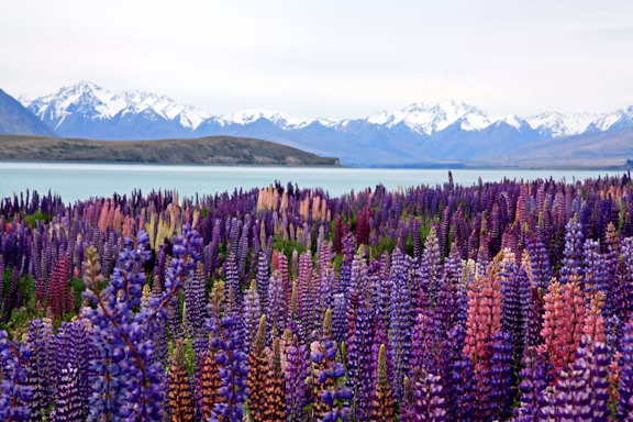 New Zealand