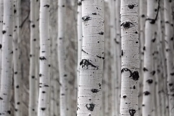 Park City, UT