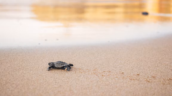 Ixtapa, Mexico