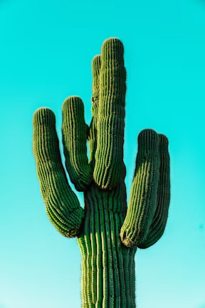Scottsdale, AZ