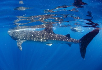 Los Cabos Whale Shark Adventure