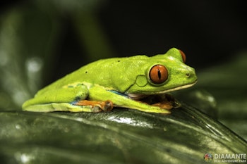 Costa Rica Eco Adventure Park