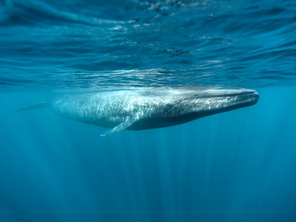 Baja Luxury Whale Adventure 