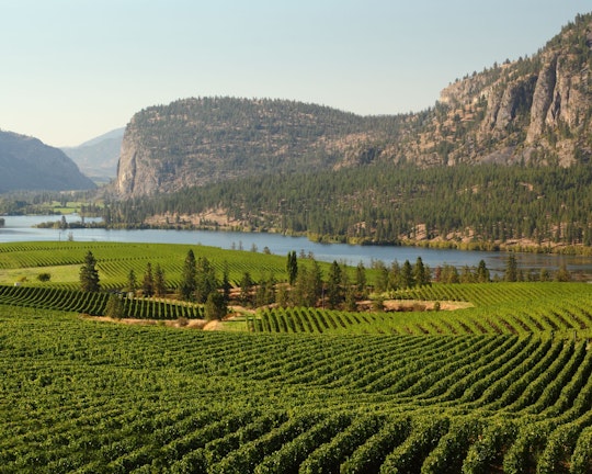 Okanagan Wine Tour