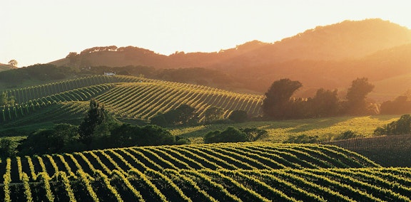 Three Night Sonoma Wine Tour Experience