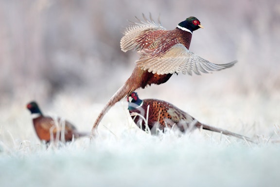 South Dakota Pheasant Hunt Experience