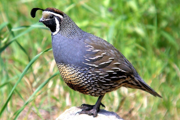 Northern California Quail Hunt