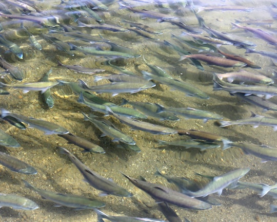 Fraser River Fishing Tour