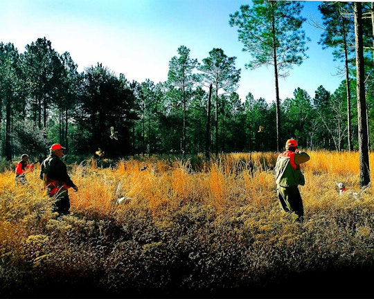 Georgia Bobwhite Quail Hunt