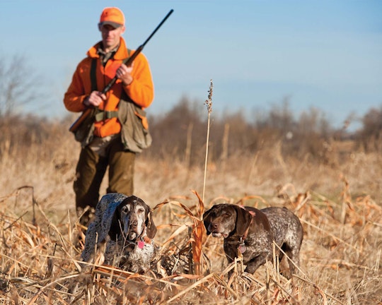 Texas Style Quail Pheasant or Chukar Hunt