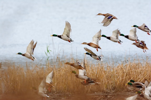 Stuttgart Arkansas Duck Hunt