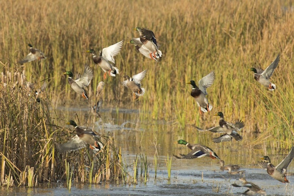 Venice Louisiana Duck Hunt