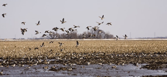 Montana Upland Bird Hunting