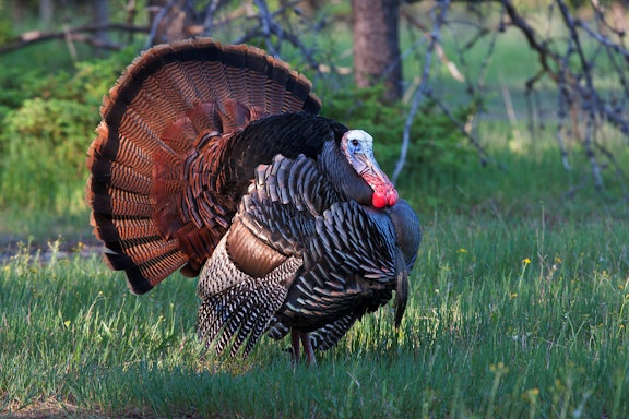 Central States Turkey Hunt