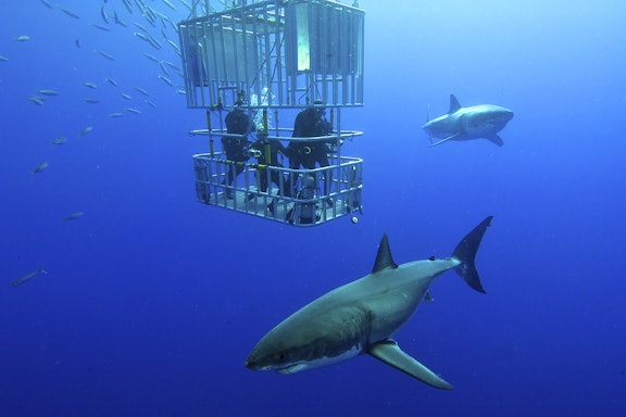 Diving with Great White Sharks