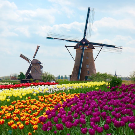 Tulips and Windmills Cruise